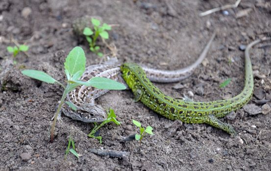 Two small lizard with a long tails are (possibly?) fighting on the ground