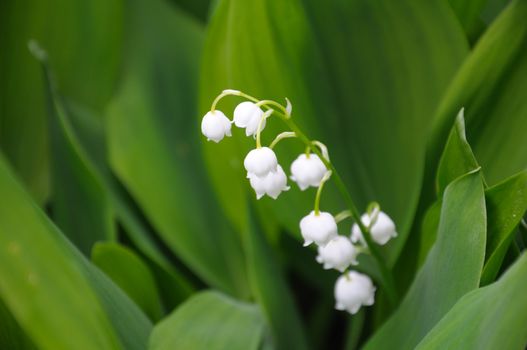 The close up view of the lilly of the valley flowers, surrounded by green leaves