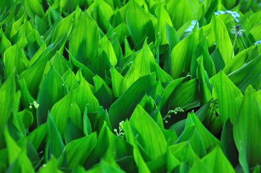 The close-up view of the field with wild lilly of the valley