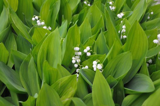 The close up view of the lilly of the valley flowers, surrounded by green leaves