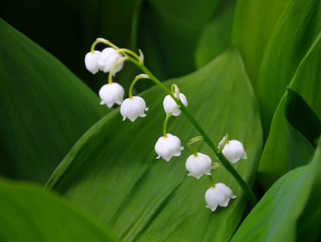 The close up view of the lilly of the valley flowers, surrounded by green leaves