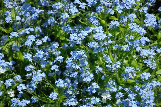 The group of small blue spring flowers on a green grass background