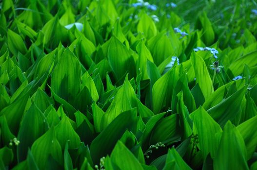 The close-up view of the field with wild lilly of the valley