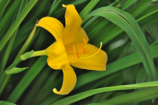 The closeup view of the single yellow lilly at the green leaves background