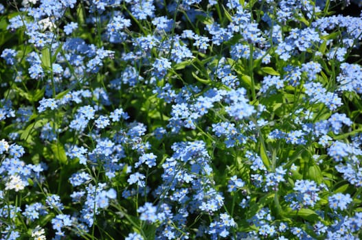 The group of small blue spring flowers on a green grass background