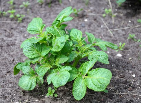 The close up view of the single potato bush in the early summer