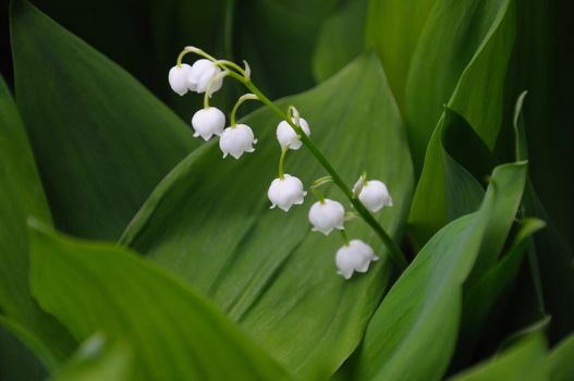 The close up view of the lilly of the valley flowers, surrounded by green leaves