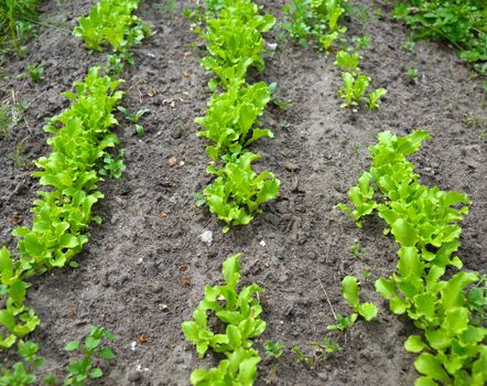 The rows of lettuce planting in a natural scene
