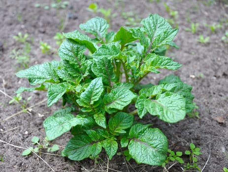 The close up view of the single potato bush in the early summer