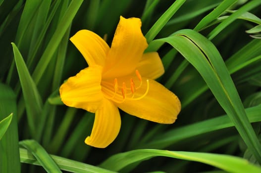 The closeup view of the single yellow lilly at the green leaves background