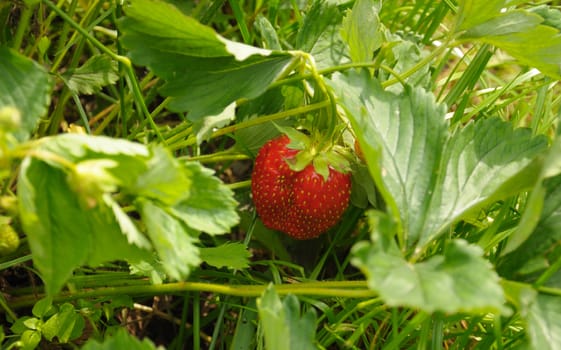 Close-up view of the strawberry and the bush in a natural scene