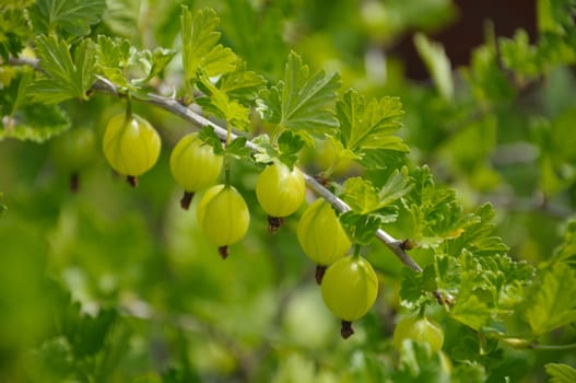 Gooseberry branch with a lot of green gooseberries and leaves, shot in the middle of summer