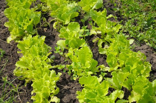 The rows of lettuce planting in a natural scene