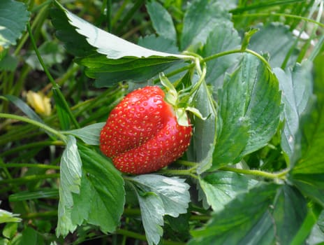 Close-up view of the strawberry on the bush in a natural scene
