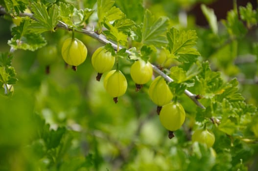 Gooseberry branch with a lot of green gooseberries and leaves, shot in the middle of summer