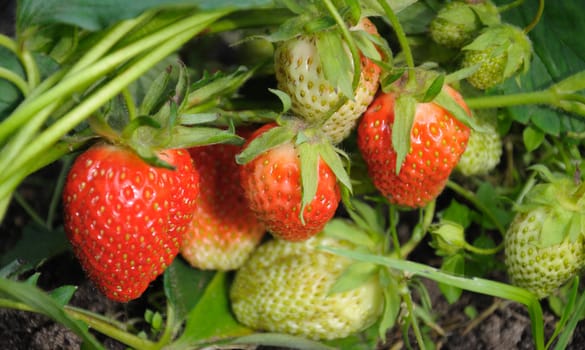 Close-up view of the group of red and white strawberries in a natural scene