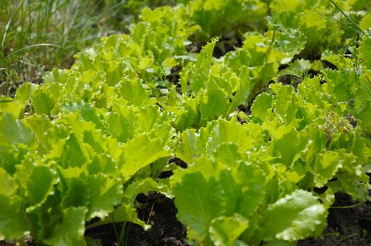 The rows of lettuce planting in a natural scene