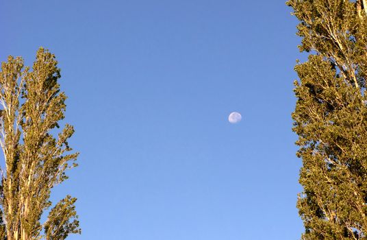 Almost full moon showed in a daylight sky, surrounded by trees.