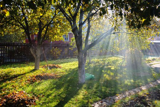 Sunbeams shine through autumn trees on a cottage garden