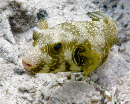 This is a picture of a boxfish, taken in a natural underwater conditions.