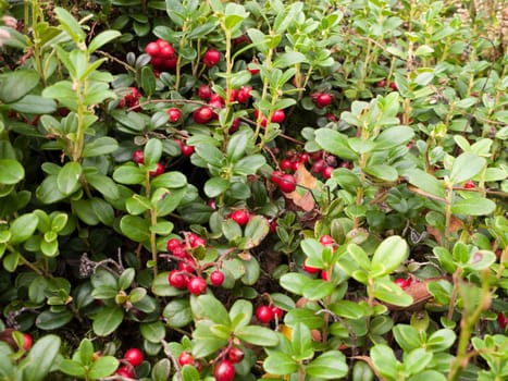 Close view of the cowberry field with a lot of red berries and green leaves