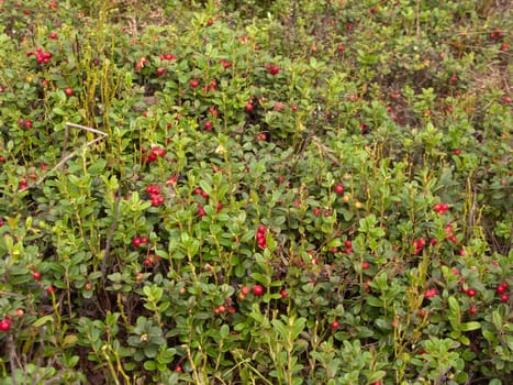 Close view of the cowberry field with a lot of red berries and green leaves