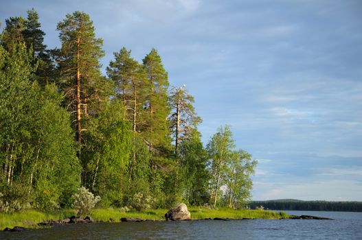 An old pine forest near the huge lake, and some gulls on a single dead tree