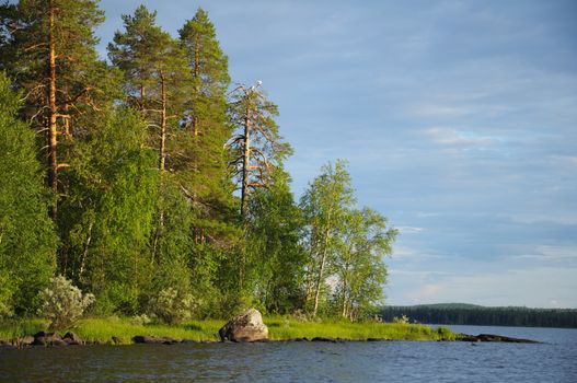 An old pine forest near the huge lake, and some gulls on a single dead tree