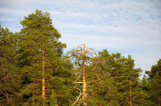 This is a picture of a dry old pine tree in a green pine forest