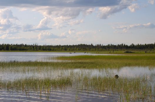 The beautiful picture of backwater at the edge of a northern lake on a cloudy sky background