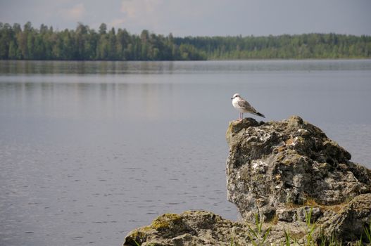 The picture of Karelian forest and flowing river
