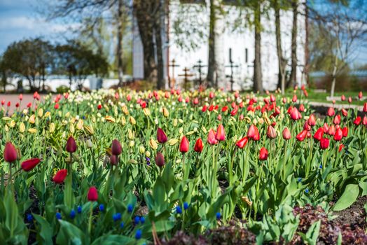 Colorful tulips garden near Saint Nicholas (Nikolsky) monastery, Pereslavl-Zalessky, Russia