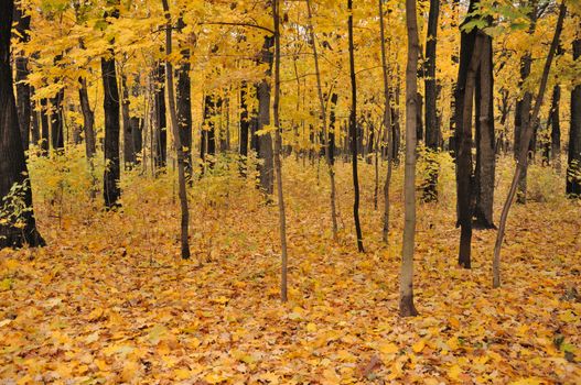 Colorful view of the autumn forest with a lot of yellow leaves on trees and ground