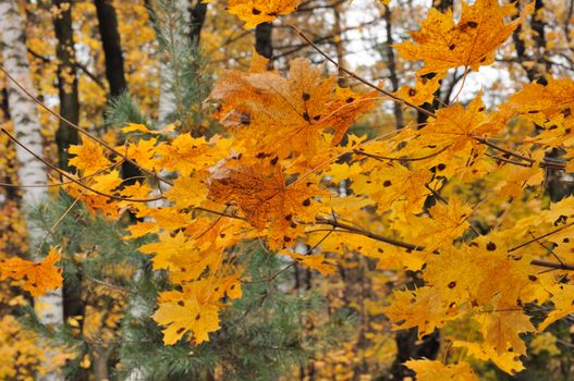 Close view of the autumn yellow leaves on a maple tree