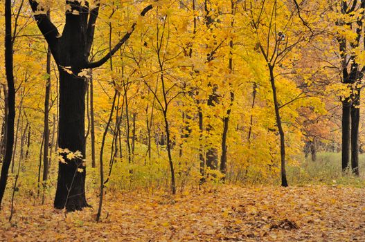 Colorful view of the autumn forest with a lot of yellow leaves on trees and ground