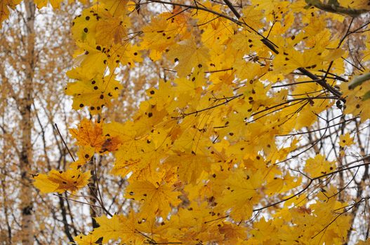 Close view of the autumn yellow leaves on a maple tree