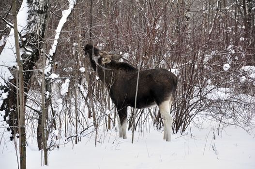 Young elk walks through a winter forest and eats small bushes and sprouts