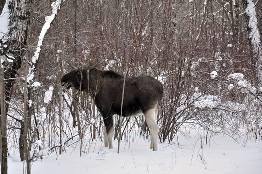 Young elk walks through a winter forest and eats small bushes and sprouts