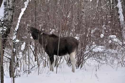 Young elk walks through a winter forest and eats small bushes and sprouts