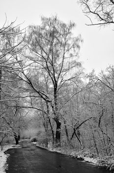 A snowy trees in a winter park and and an empty near path track