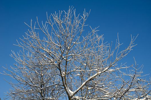 Beautiful view of the shiny and frozen winter forest after the january icy rain (at the blue sky background)