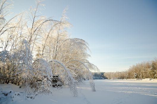Beautiful view of the shiny and frozen winter forest after the january icy rain (at the blue sky background)