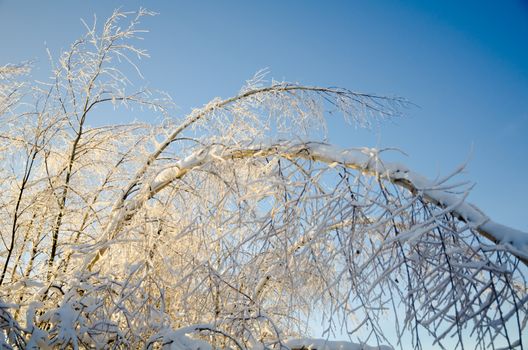 Beautiful view of the shiny and frozen winter forest after the january icy rain (at the blue sky background)