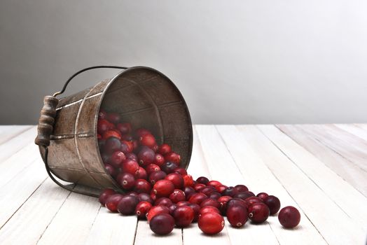 A metal bucket on it side spilling out its contents of fresh harvested cranberries on a wood table. 