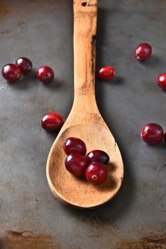 Closeup of fresh whole cranberries on a wooden spoon. On a metal baking sheet with a few more scattered berries.