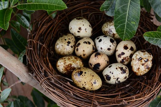 Closeup of a nest full of speckled eggs in a tree.  Horizontal Format.