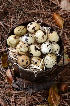 High angle view of an old bucket filled with Quail eggs. The pail is amongst acorns, pine needles and leaves on a forest floor.