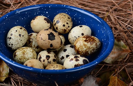 Closeup of a hikers bowl full of quail eggs. The bowl is sitting amongst twigs and leaves on the forest floor. 
