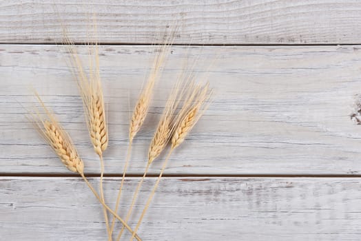 Wheat stalks on a white rustic wood table.