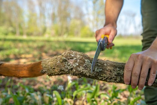 A man cuts a dry branch with a hand saw in the woods